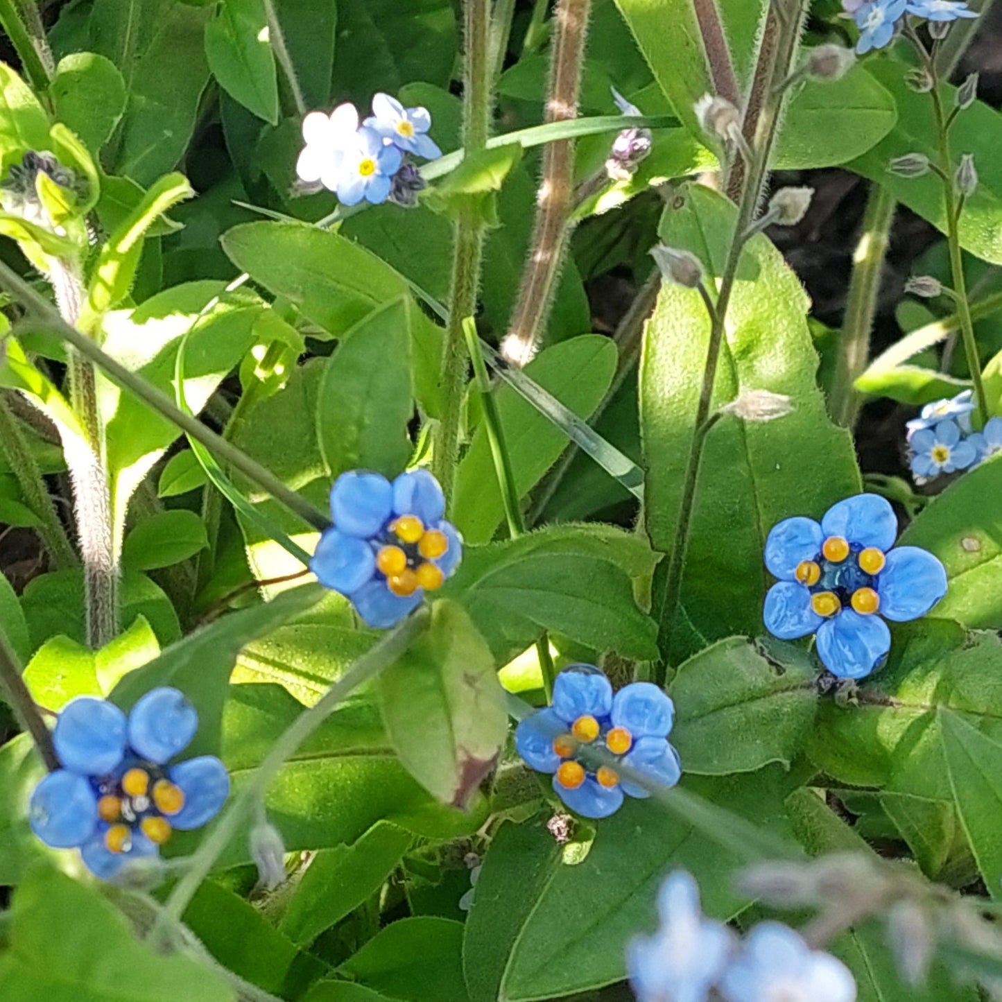 BESTSELLER! Glass Art - Forget Me Nots - Midi Bouquet